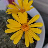 ユリオプスデージー,ラナンキュラスラックス ティーバ,ラナンキュラスラックス アリアドネ,ラナンキュラスラックス グレーシス,ダイアンサス　グラニータの画像