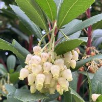 アセビ,アセビ,ビオラの画像