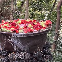 お花,初詣,お花大好き♡,大宮氷川神社,美園苑さんの花手水の画像