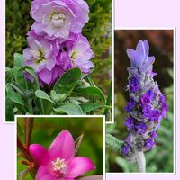 ストック,ラベンダー,サザンクロス,公園の画像