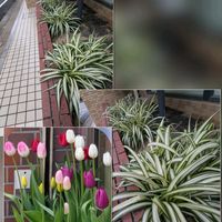 アマリリス,チューリップ,オリヅルラン,パンジー,ビオラの画像