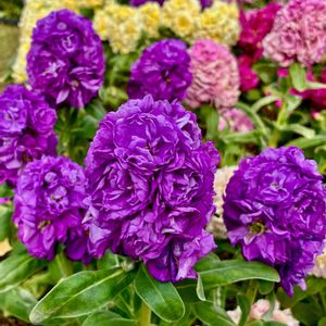 ストック,ストック,꒰ღ˘◡˘ற꒱かわゅ~,寒さに負けない,長持ちの画像