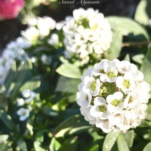 スイートアリッサム ,ニワナズナ,ニオイナズナ,グランドカバー,花のある暮らしの画像