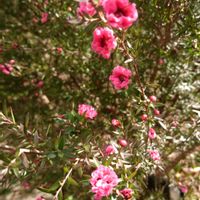 ギョリュウバイ,ヒマツリ,寄り道散歩の画像