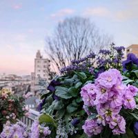 ストック,ギャザリング,夕焼け,今日のお花,街の風景の画像
