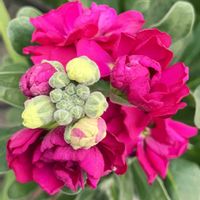 今日のお花,#ガーデニング,ピンクワールドへ ようこそ,エクステリアの画像