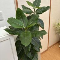 フィカス・アルテシマ,鉢カバー,リビング・ダイニングの画像