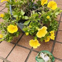 ノースポール,ペチュニア,高砂,スーパートレニア カタリーナ,可愛いサボテンの画像