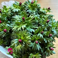 クモマグサの画像