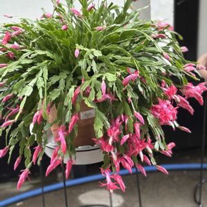 シャコバサボテン,プリムラ,ビューティーライラック,テラス,畑の画像