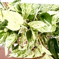 ポトス,サトイモ科,斑入りポトス,ポトスマーブルクイーン,ポトス マーブルクイーンの画像