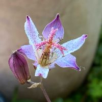 ホトトギス,ホトトギス,玄関前,うどん県人会,黒ニャンコ隊の画像