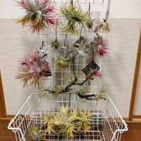 チランジア,チランジア　イオナンタ,Tillandsia ionantha,チランジアの花！,エアプランツの画像