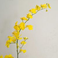 オンシジューム,オンシジューム ハニーエンジェル,オンシジューム（群雀蘭）,一人一花,一人一花運動@福岡市の画像