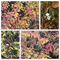 ユキヤナギの画像