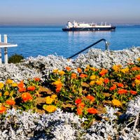  富士山,花壇,ビタミンカラー,季節の花,花のある暮らしの画像