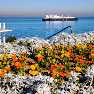  富士山,花壇,ビタミンカラー,季節の花,花のある暮らしの画像