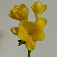 フリージアの画像