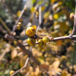 シンビジウム,ロウバイ,蝋梅,花芽,つぼみの画像