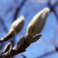 ハクモクレン,おひさまの画像