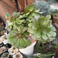多肉植物,ガーデニング,アエオニウム,アエオニウムハロウィンの画像