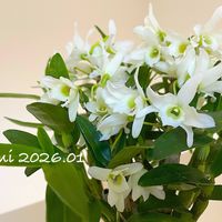 デンドロビウム,デンドロビウム　エンジェルベイビー‘グリーン愛’,デンドロ　エンジェル　ベイビー　グリーン　愛,ラン科,放置栽培の画像