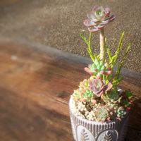 乙女心,姫秋麗,リトルビューティー,マッコス,紅日傘の画像