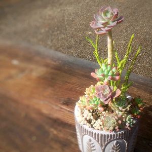 乙女心,姫秋麗,リトルビューティー,マッコス,紅日傘の画像