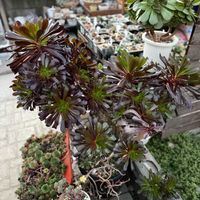 黒法師,多肉植物,ガーデニング,アエオニウムの画像
