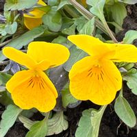 ウメ,シュウメイギク,パンジーの画像