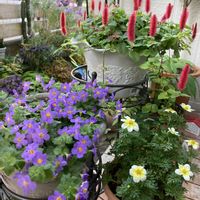 ビデンス,キャットテール,バコパの画像