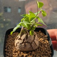 亀甲竜,パキポディウム バロニー,パキポディウム エニグマチカム,ディオスコレア エレファンティペス,パキポディウム  ブレビカウレ レウコキサンツムの画像