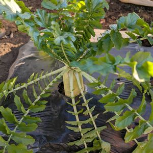 ホウレンソウ,芽キャベツ,ダイコン,茎ブロッコリー,ソラマメの画像