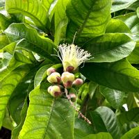 サガリバナの画像