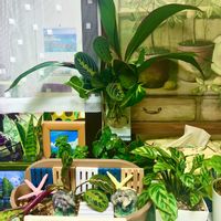 カラテア マコヤナ,水差しカラテアの画像