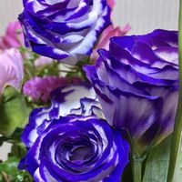 トルコキキョウ,花のある暮らし,花が好きの画像