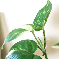 ポトス,斑入りポトス,ゴールデンポトス,かわいいはっぱの画像