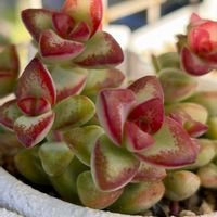 愛星,多肉植物,多肉大好き,多肉おばちゃん,多肉ラボ©の画像