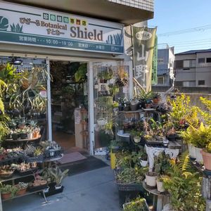 多肉植物,ウラボシ科,ビカクシダ属,食中植物,塊根の画像