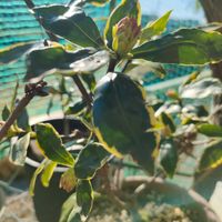 斑入り沈丁花の画像