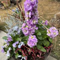 ジンチョウゲ,ストックの画像