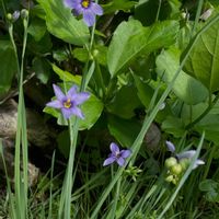 ニワゼキショウ,ニワゼキショウ,アヤメ科,小さな庭の画像