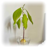 アボカド,かわいい,窓際,癒し,元気もらえるの画像