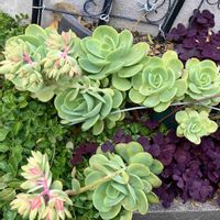 ピーチプリデ,多肉植物,多肉大好き,iPhone撮影,多肉地植えの画像