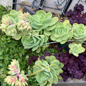 ピーチプリデ,多肉植物,多肉大好き,iPhone撮影,多肉地植えの画像