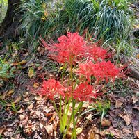 ヒガンバナの画像