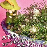 七宝樹,オーニソガラム トルツオスム,多肉植物,ベランダ多肉,iPhone撮影の画像