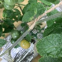 ミニトマト,家庭菜園,リビング・ダイニングの画像