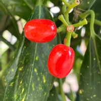 アオキ,アオキ,アオキの蕾,アオキバ,アオキと蝶の画像