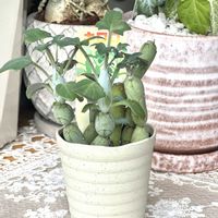 七宝樹,七宝樹,七宝樹キロロ,セネシオ 七宝樹,セネシオ 七宝樹の画像